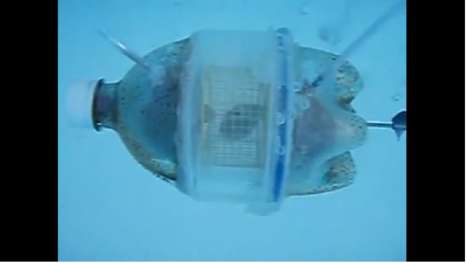 Humorous Hamster Submarines