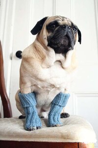 Canine Gam Cozies Image 3