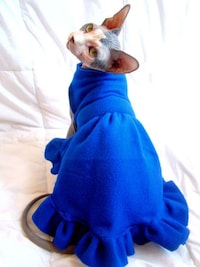 Feline Formal Attire