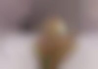 Bird-Flipping Board Sculptures (UPDATE) Image 1