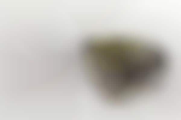 100 Intriguing Insect Innovations