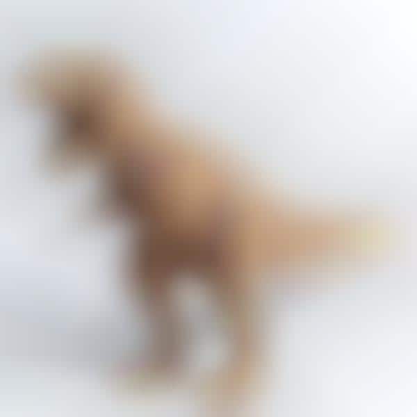 DIY Dinosaur Designs