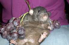 Ridiculous Rodent Photoblogs