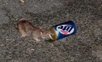 Ridiculous Rodent Photoblogs Image 2