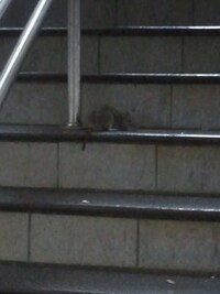 Ridiculous Rodent Photoblogs Image 7