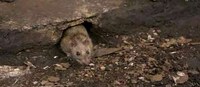 Ridiculous Rodent Photoblogs Image 8