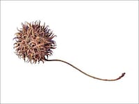 Picturesque Plant Paintings Image 2