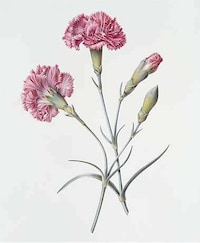 Picturesque Plant Paintings Image 4