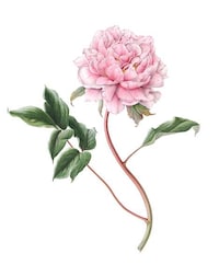 Picturesque Plant Paintings Image 5