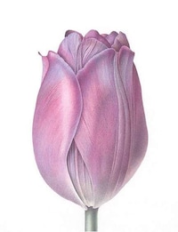 Picturesque Plant Paintings Image 6
