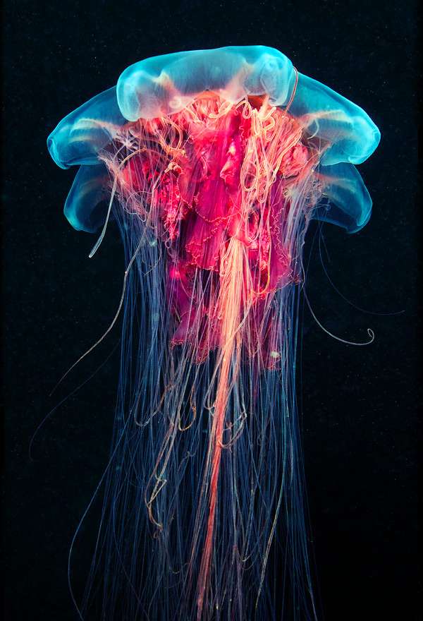 Impressive Invertebrate Captures (UPDATE)