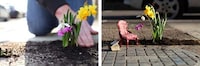 Minature Pothole Gardens Image 8