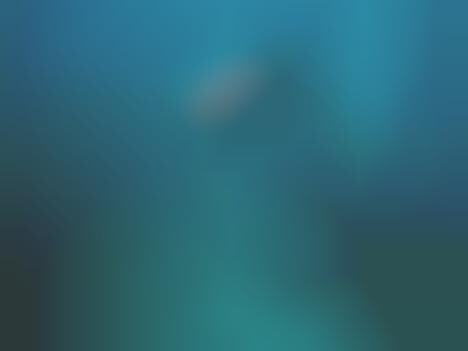 Amphibious Robot That Swims