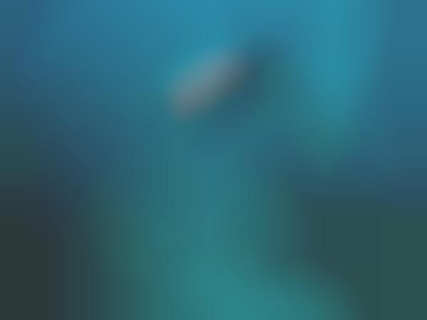 Amphibious Robot That Swims