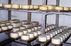 Cheese Made of Breast Milk
