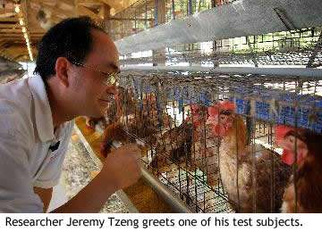 Chicken Feed To Replace Drugs