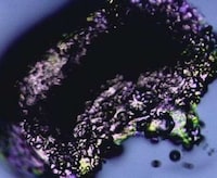 Pollution-Fighting Cleansers Image 2