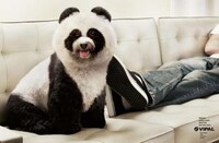 Faux Fur Canine Ads Image 2