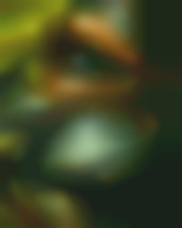 Fighting Reptile Renderings