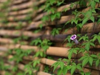 Whimsical Wooded Shelters Image 7