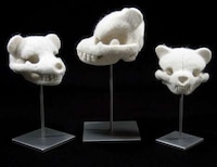 Spooky Stuffed Animal Skulls Image 5