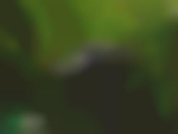 Global Environment Standardization