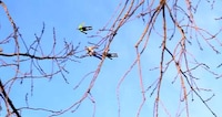 Soaring Human Stunts Image 7
