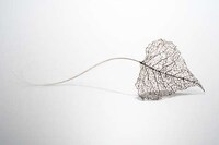 Hairy Flora Art Projects Image 2