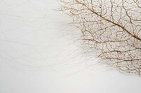 Hairy Flora Art Projects Image 3