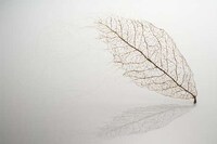 Hairy Flora Art Projects Image 4