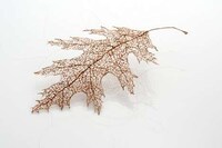 Hairy Flora Art Projects Image 5