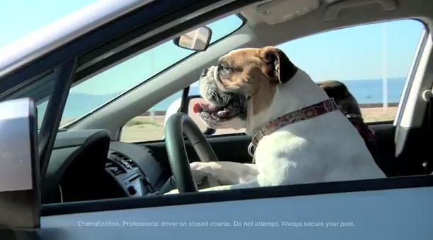Adorable Dog-Driving Ads