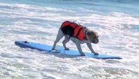 Adorable Dog-Driving Ads Image 3