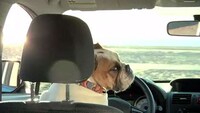 Adorable Dog-Driving Ads Image 5