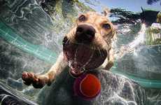 Underwater Dog Photography