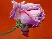 Realistic Rose Renderings Image 5
