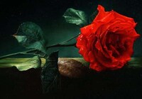Realistic Rose Renderings Image 8