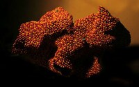 Abstract Pill Sculptures Image 2