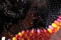 Abstract Pill Sculptures Image 8