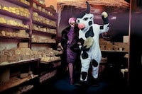 Couture Cattle Shoots Image 6