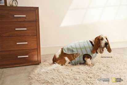 Canine Concern Ads