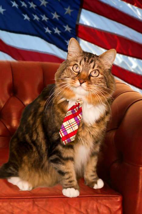 Kitty Political Campaigns