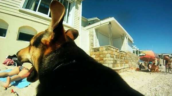 Canine Captured Videos