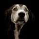 Heart-Wrenching Canine Portraits Image 2