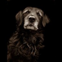 Heart-Wrenching Canine Portraits Image 3