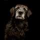 Heart-Wrenching Canine Portraits Image 3