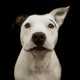 Heart-Wrenching Canine Portraits Image 6