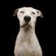 Heart-Wrenching Canine Portraits Image 8