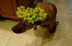 Cute Meal-Balancing Canines