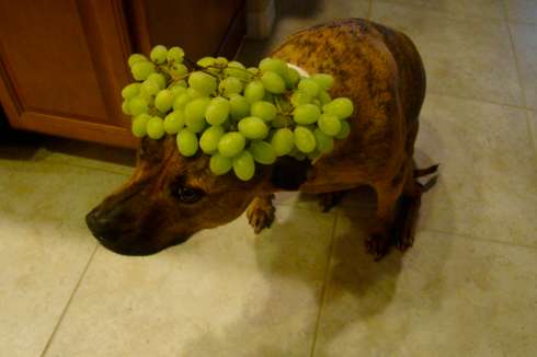 Cute Meal-Balancing Canines